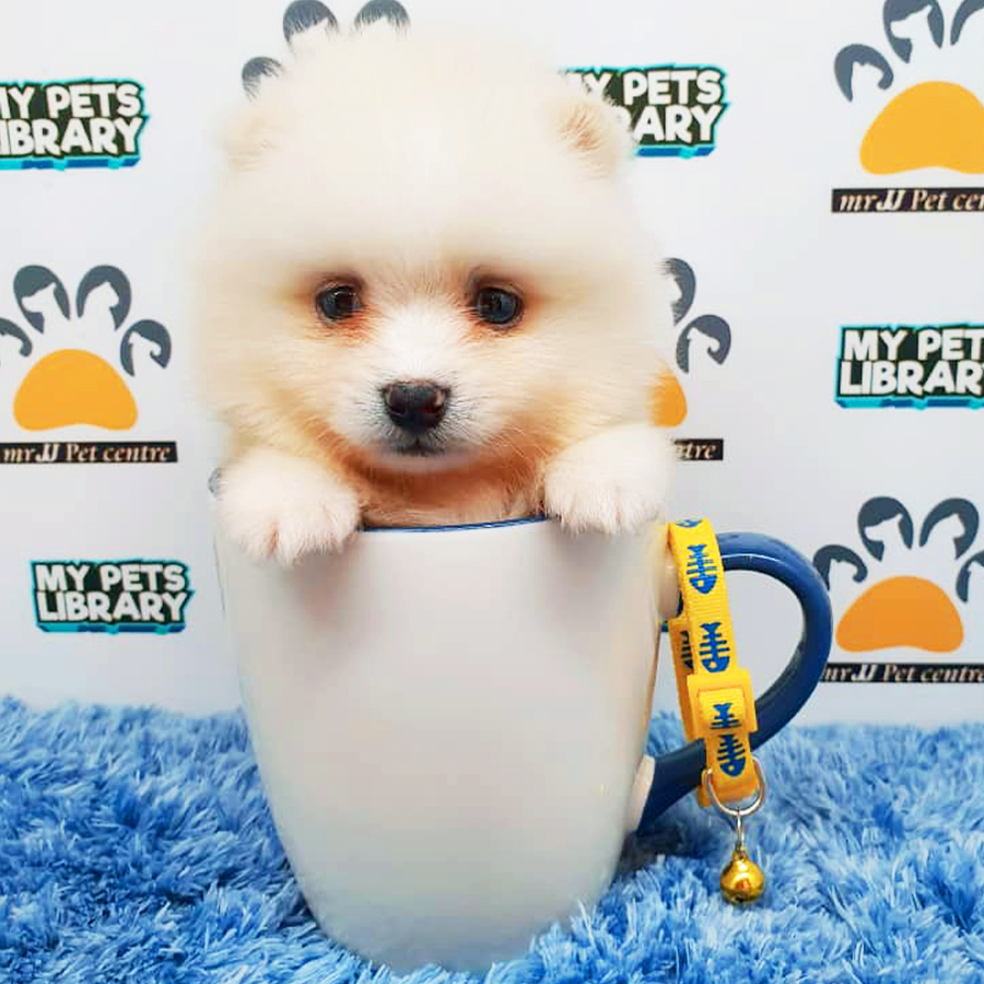 Parti White Teacup Pomeranian Puppy (Male) For Sale
