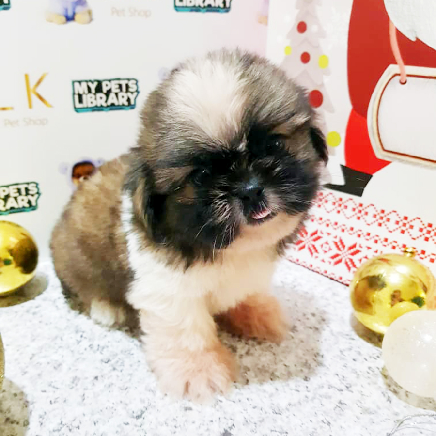 Tri Colour Shih Tzu Puppy (Male) For Sale