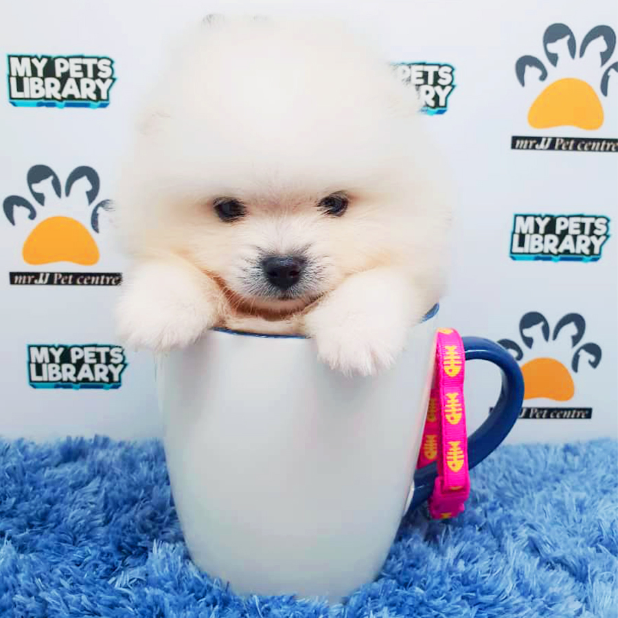 White Teacup Pomeranian Puppy (Male) For Sale