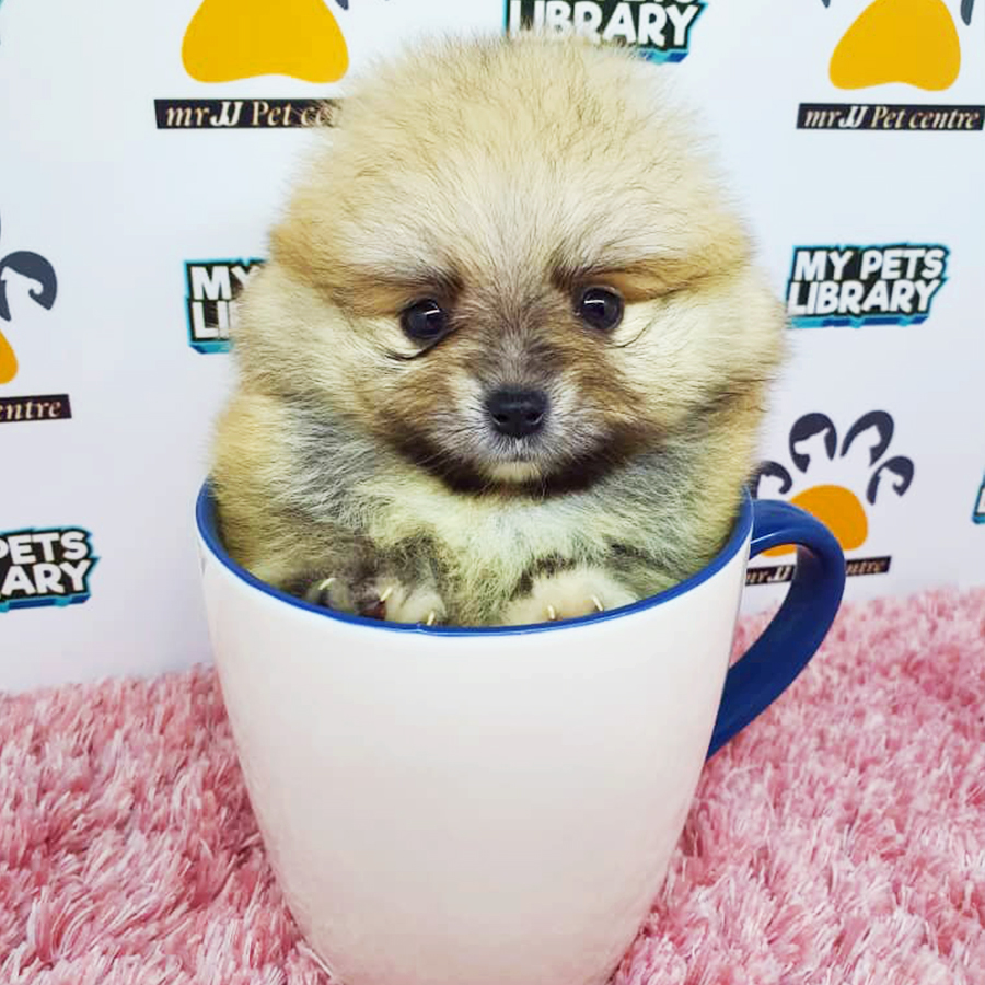Sable Brown Teacup Pomeranian Puppy (Female) For Sale