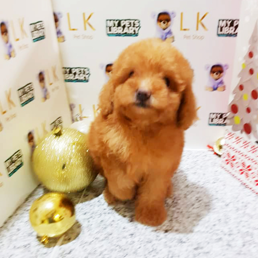 Brown Toy Poodle Puppy (Female) For Sale