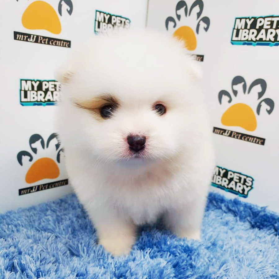 White Pomeranian Puppy (Male) For Sale