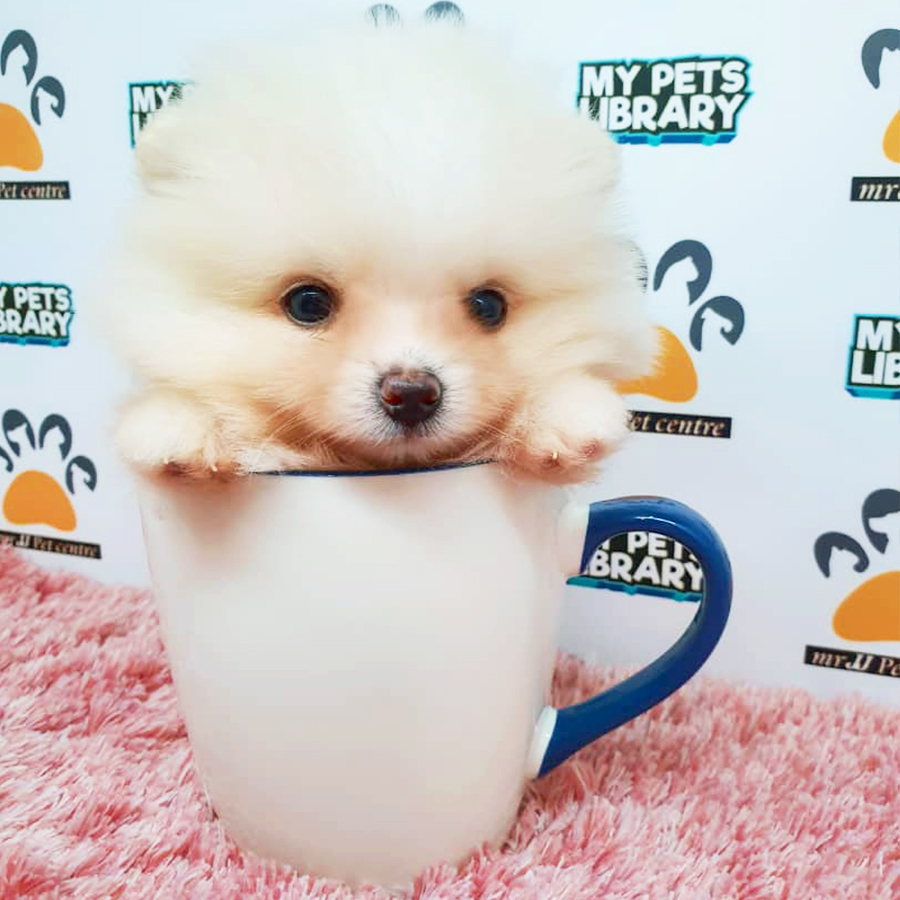 Parti White Teacup Pomeranian Puppy (Female) For Sale