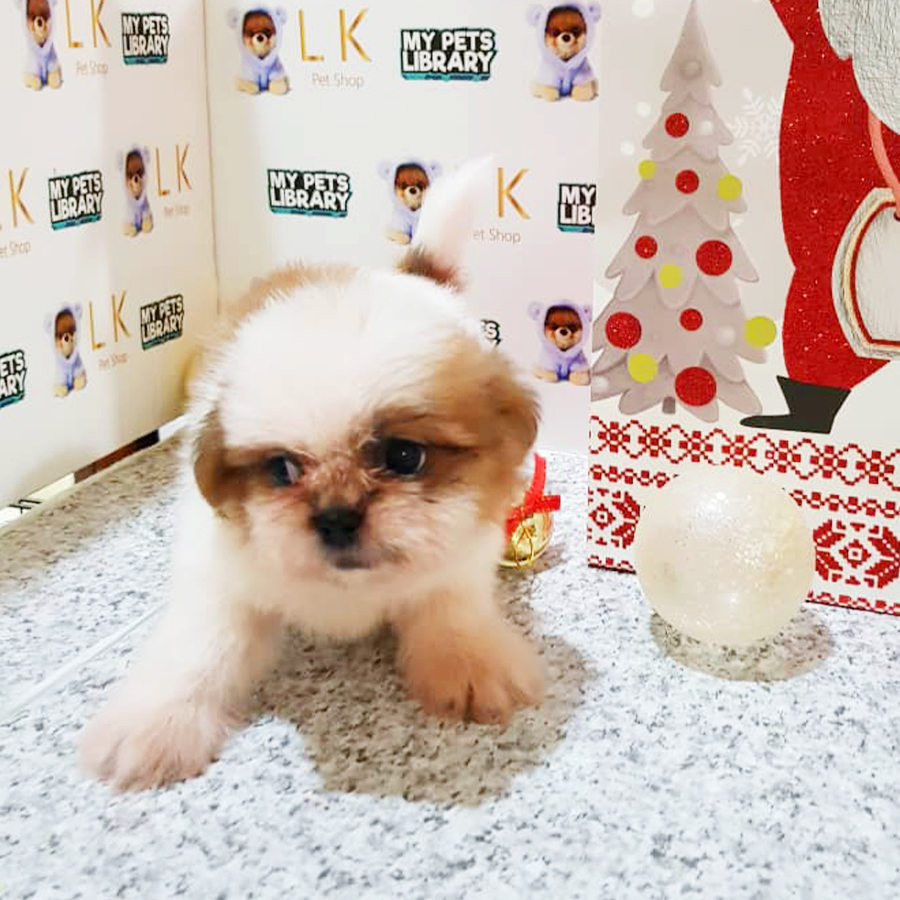 Parti Shih Tzu Puppy (Male) For Sale