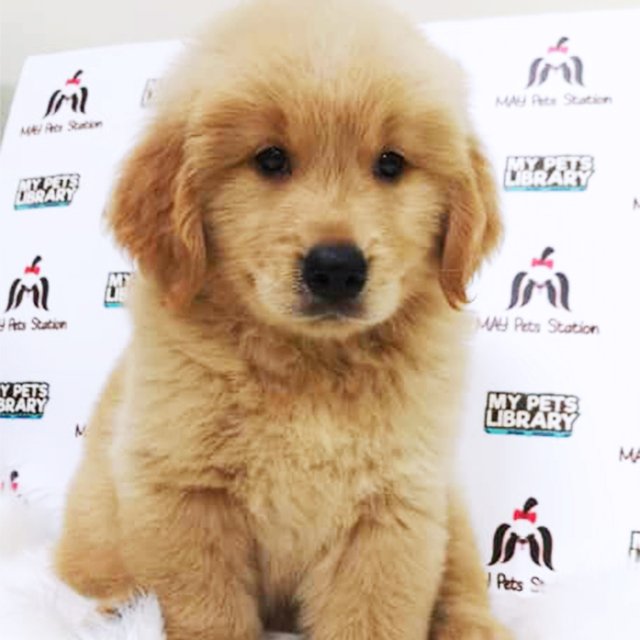XL Golden Retriever Puppy (Male) For Sale