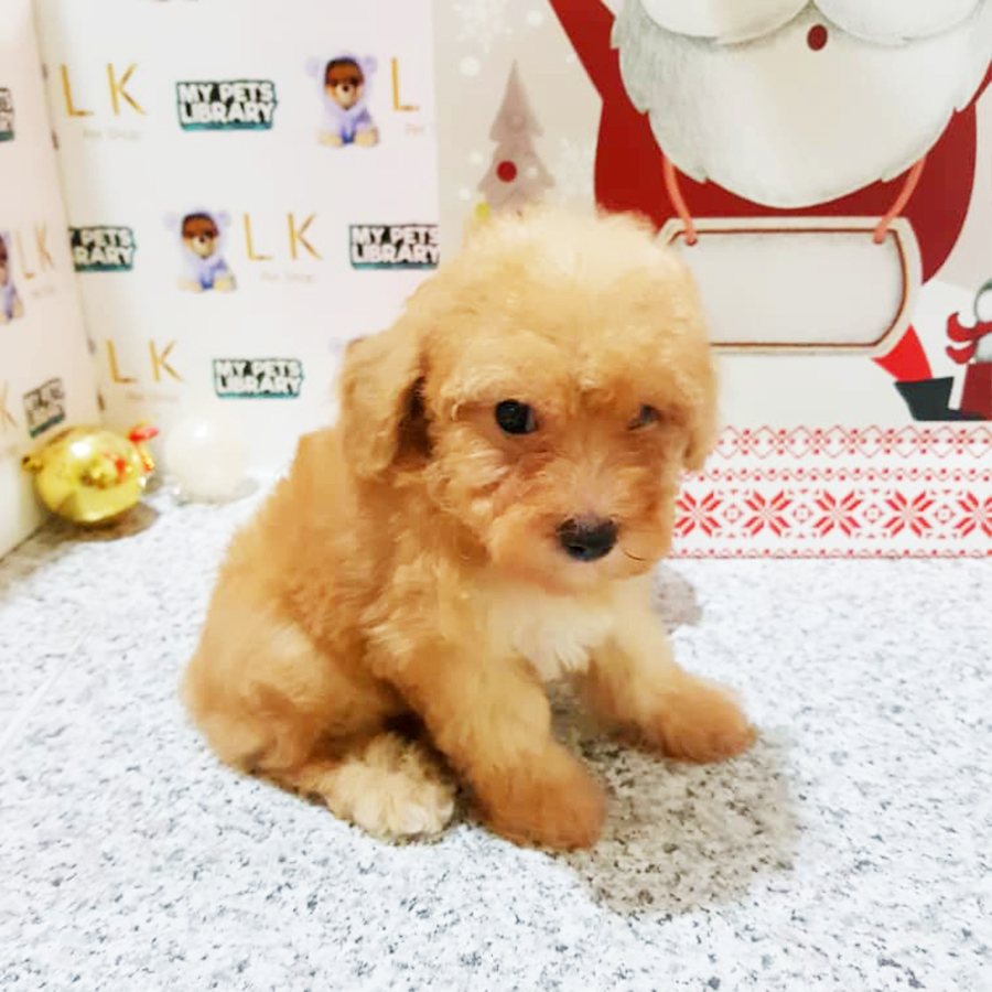 Brown Toy Poodle Puppy (Male) For Sale