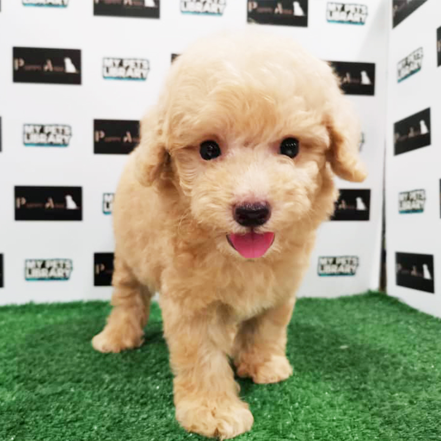 Cream Toy Poodle Puppy (Male) For Sale