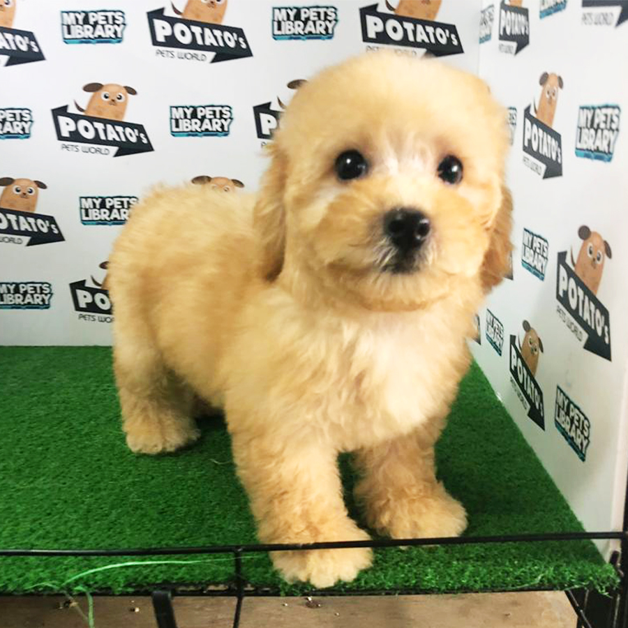 Light Brown Toy Poodle Puppy (Female) For Sale