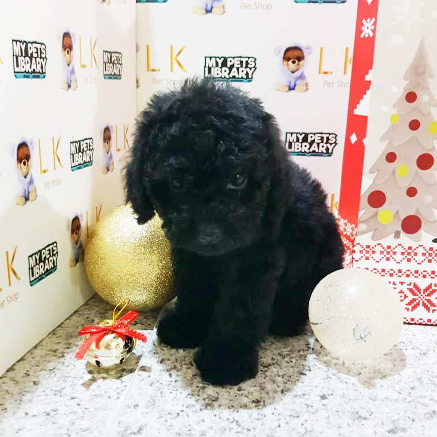 Black Toy Poodle Puppy (Male) For Sale
