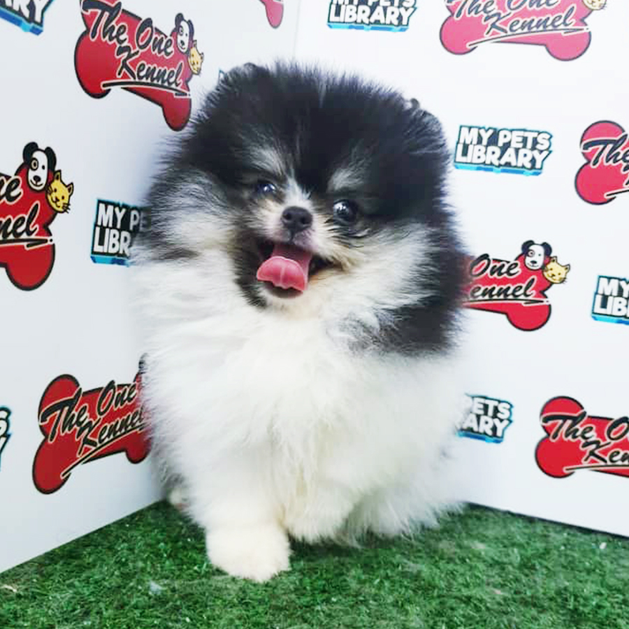 Parti Pomeranian Puppy (Male) For Sale