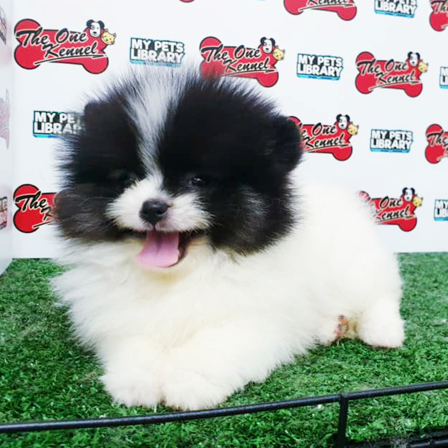 Parti Pomeranian Puppy (Female) For Sale