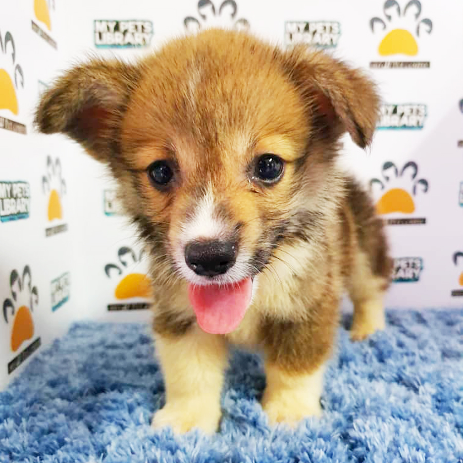 Welsh Corgi Puppy (Male) For Sale