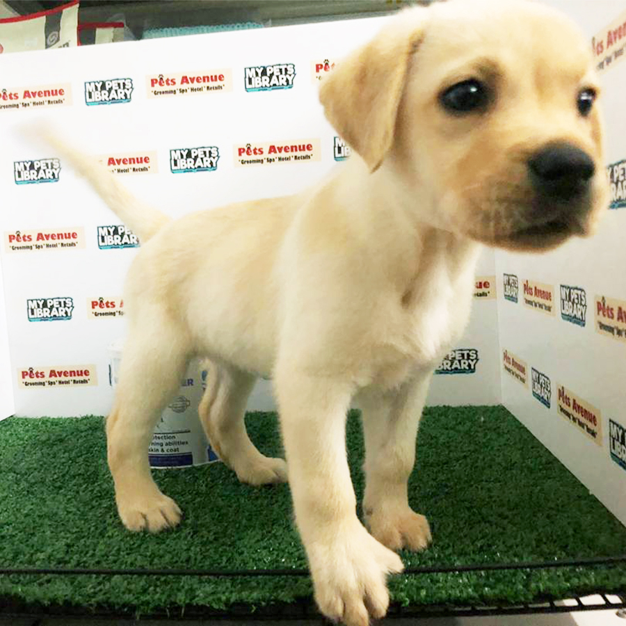 Cream Labrador Puppy (Female) For Sale