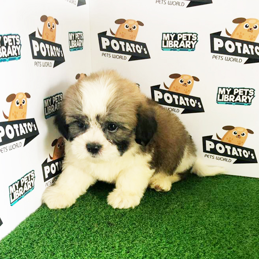 Tri Colour Shih Tzu Puppy (Male) For Sale