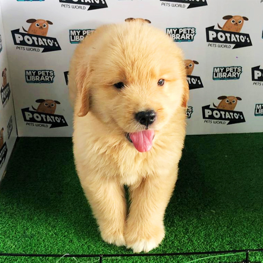 Golden Retriever Puppy (Female) For Sale