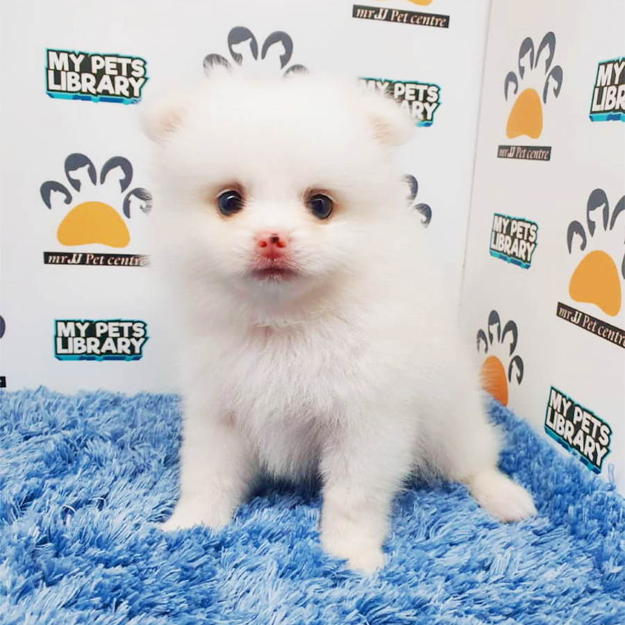 White Teacup Pomeranian Puppy (Male) For Sale
