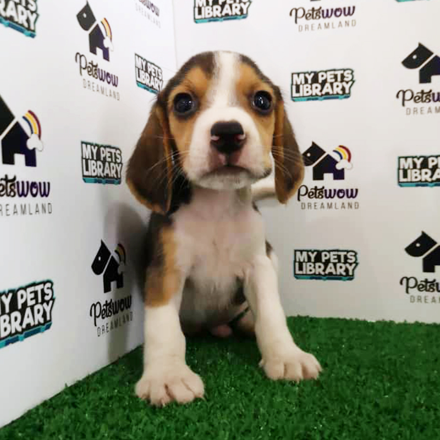 Beagle Puppy (Male) For Sale