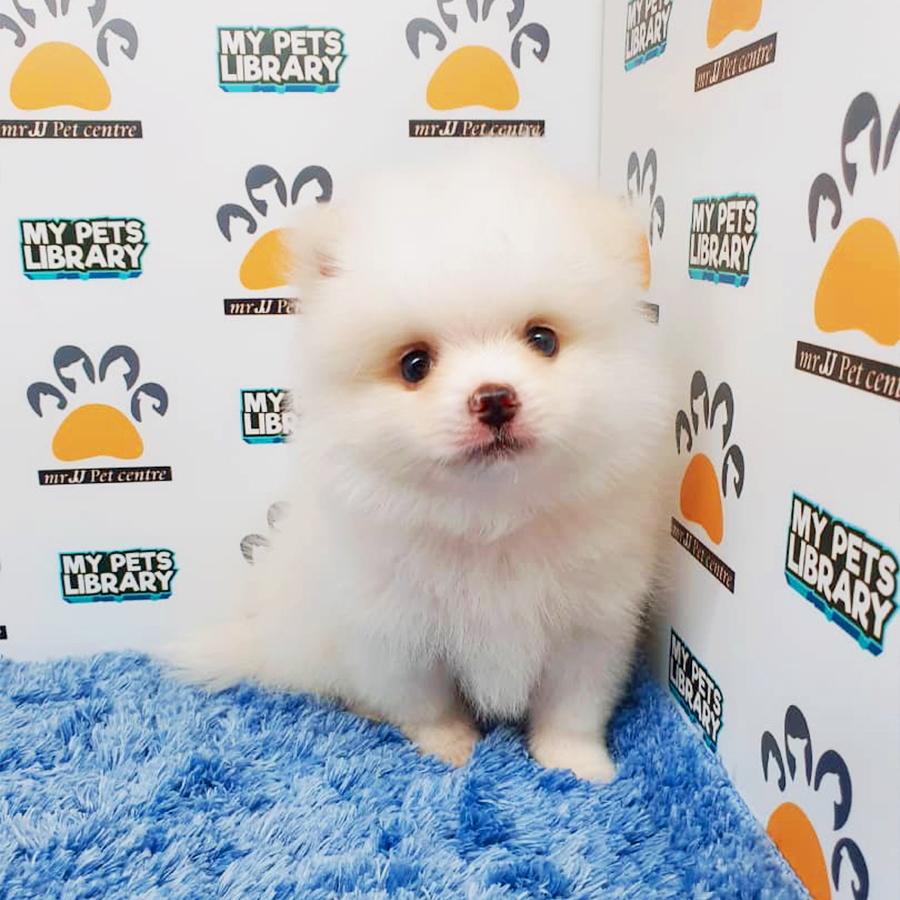 Parti White Pomeranian Puppy (Male) For Sale