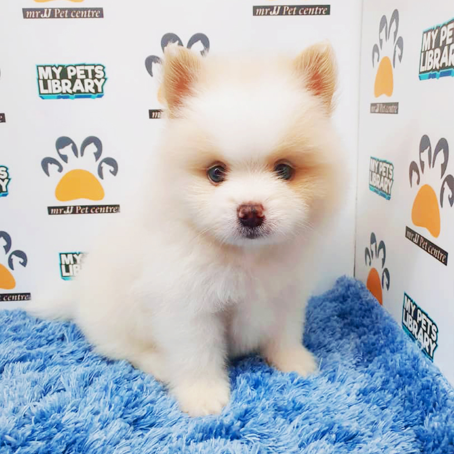 Parti Pomeranian Puppy (Male) For Sale