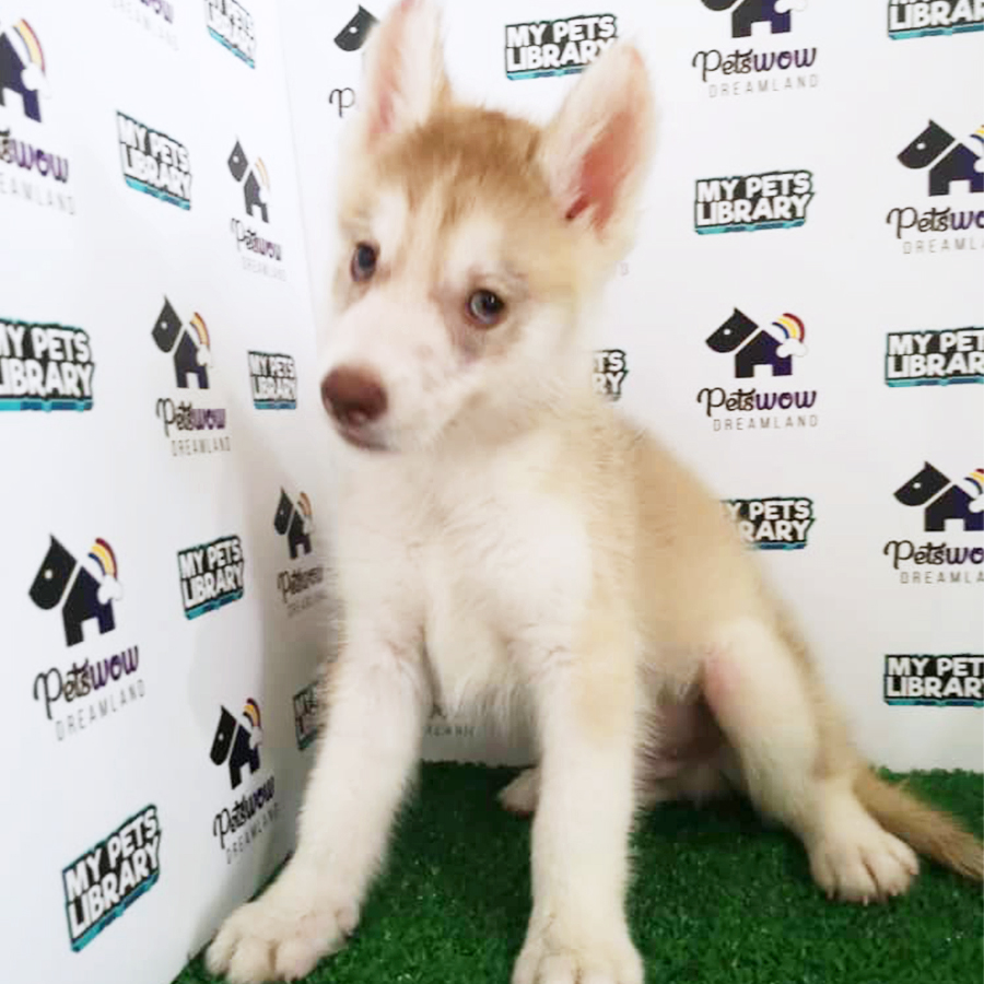 Siberian Husky Puppy (Male) For Sale