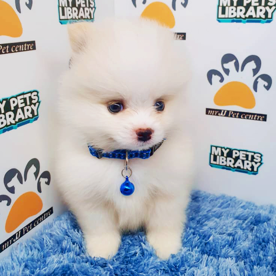 Parti White Teacup Pomeranian Puppy (Male) For Sale
