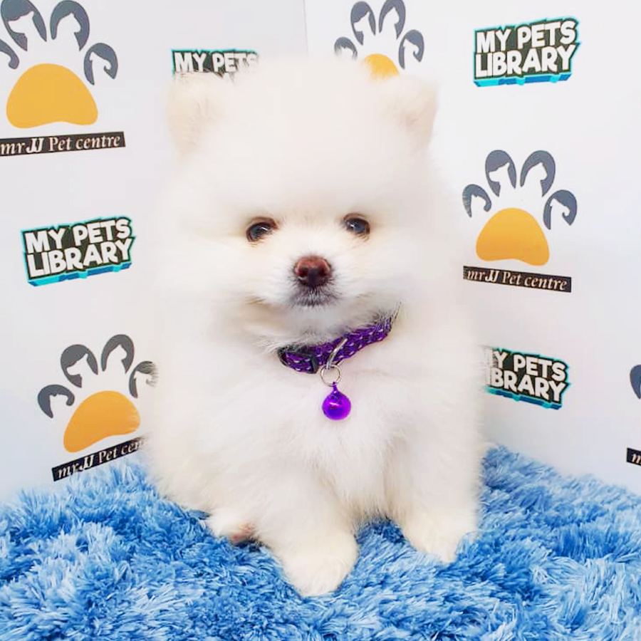 White Teacup Pomeranian Puppy (Male) For Sale