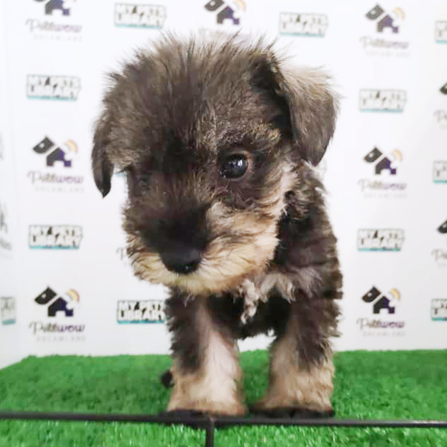 Schnauzer Puppy (Female) For Sale