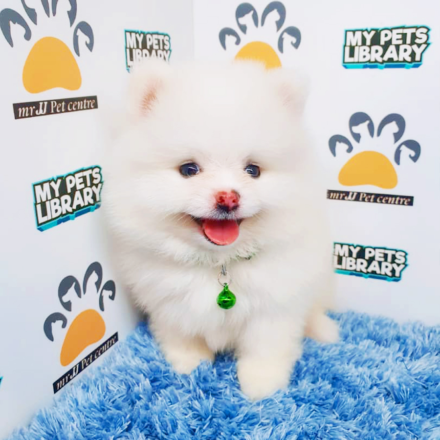 White Teacup Pomeranian Puppy (Male) For Sale