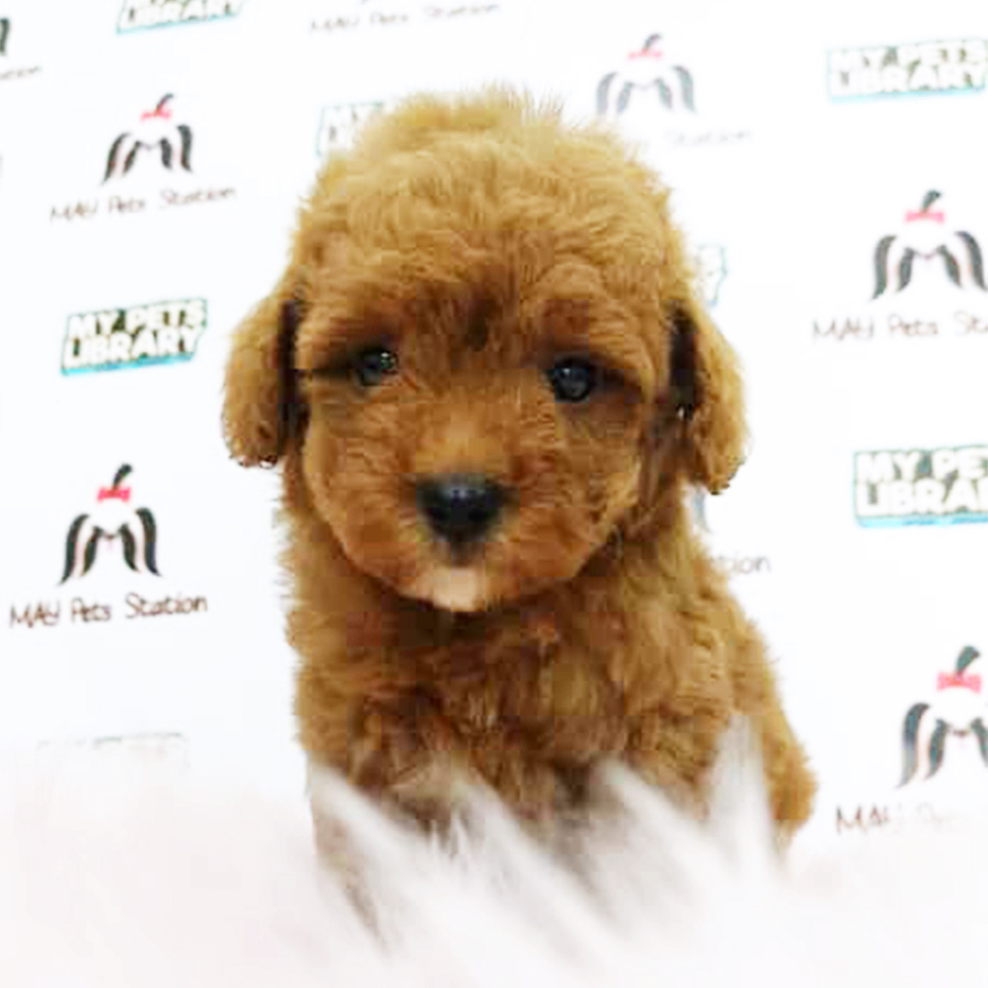 Brown Tiny Toy Poodle Puppy (Female) For Sale