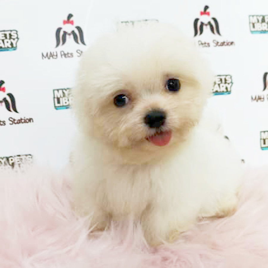 Tiny Maltese Puppy (Male) For Sale