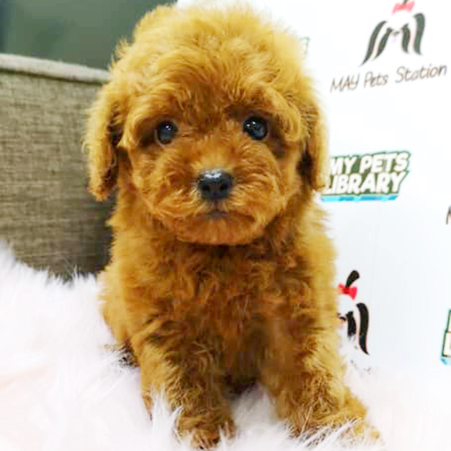 Brown Tiny Toy Poodle Puppy (Female) For Sale