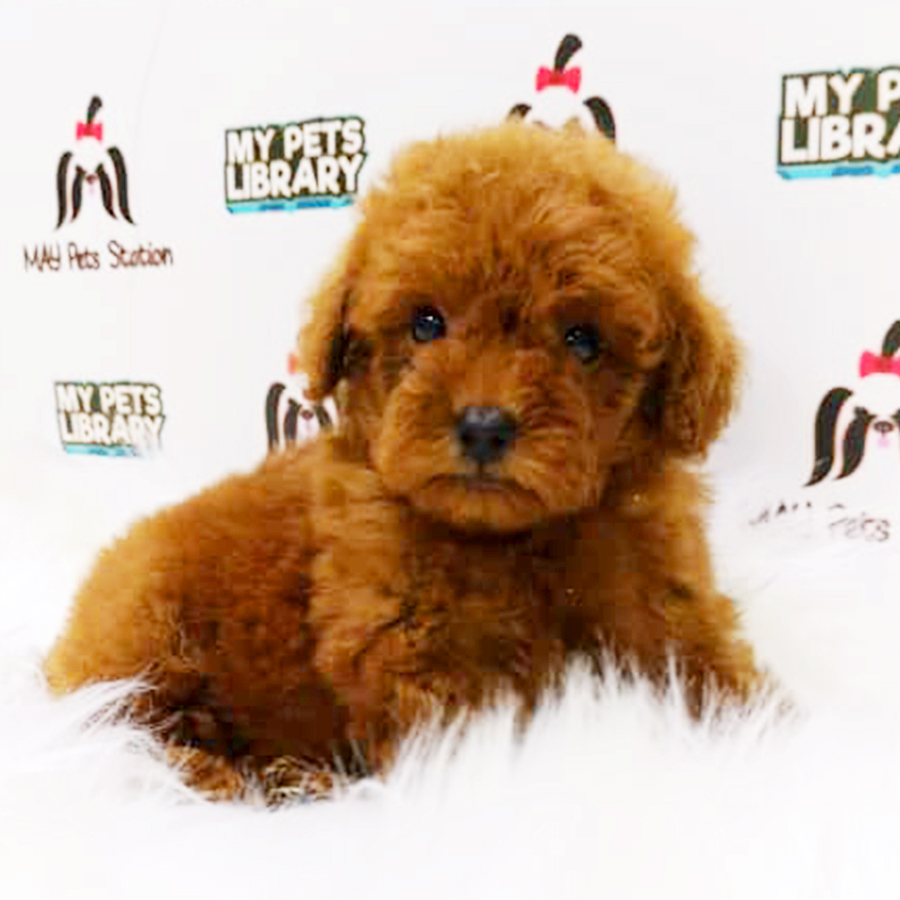 Brown Tiny Toy Poodle Puppy (Female) For Sale