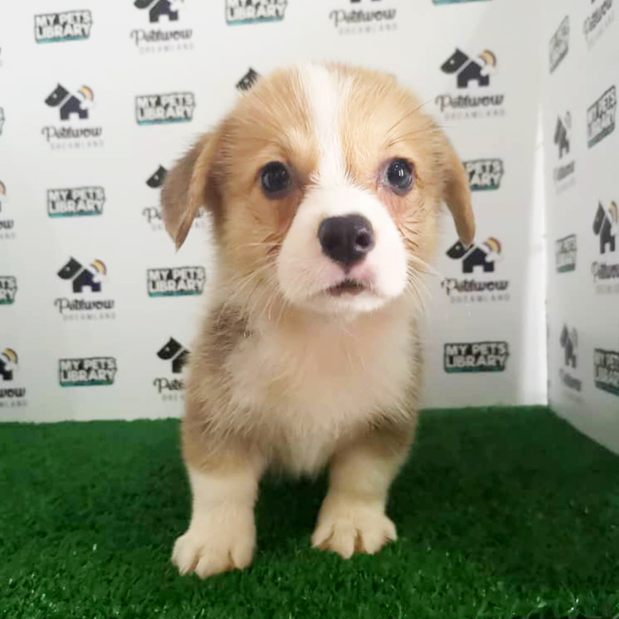 Pembroke Welsh Corgi Puppy (Male) For Sale