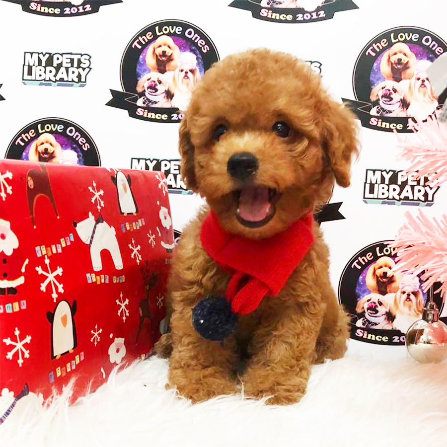 Red Toy Poodle Puppy (Male) For Sale