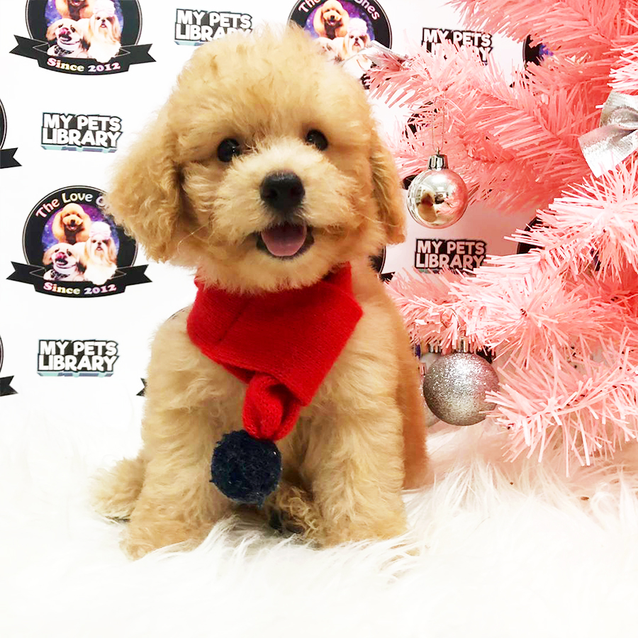 Cream Toy Poodle Puppy (Male) For Sale