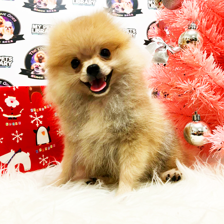 Orange Teacup Pomeranian Puppy (Male) For Sale
