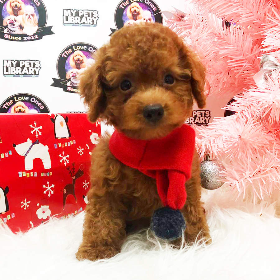 Super Red Toy Poodle Puppy (Male) For Sale