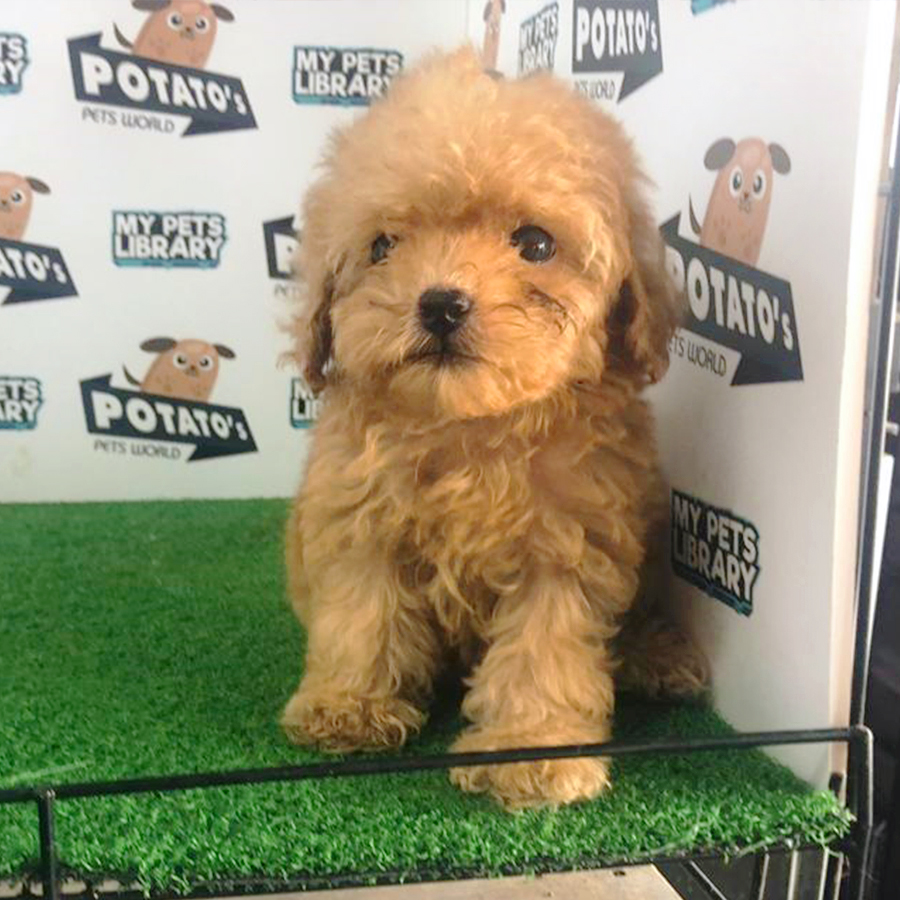 Brown Tiny Poodle Puppy (Female) For Sale