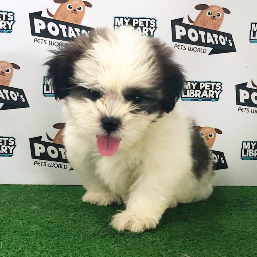 Parti Colour Shih Tzu Puppy (Male) For Sale