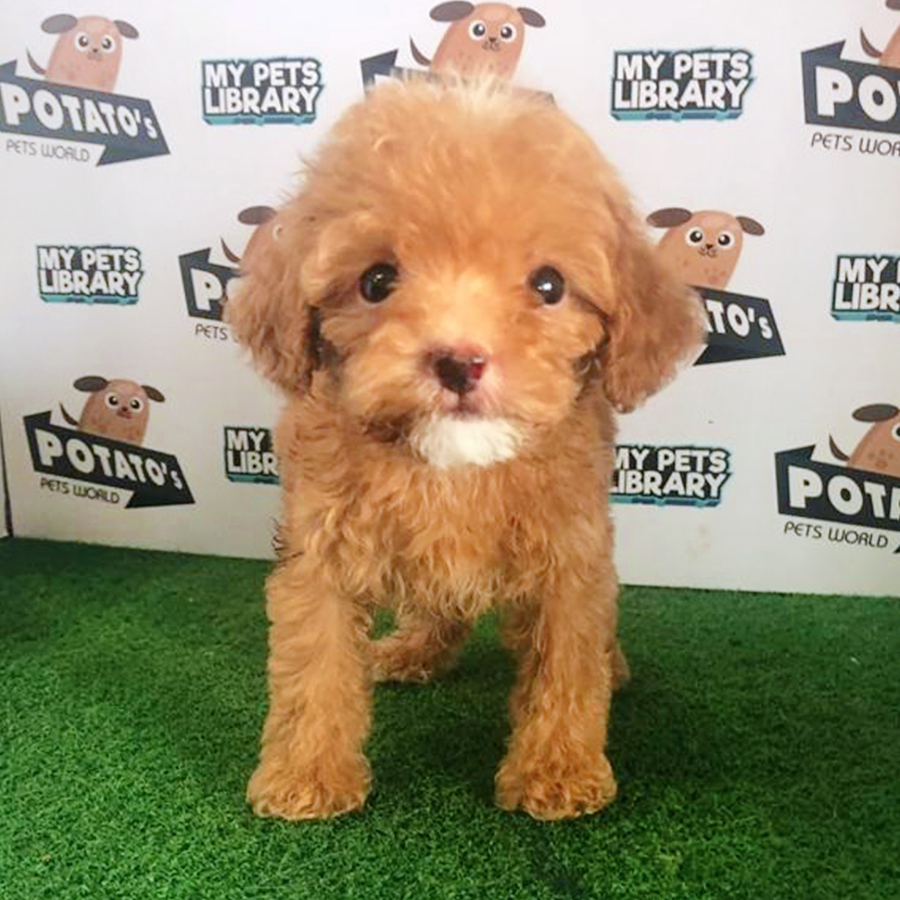 Brown Tiny Poodle Puppy (Male) For Sale