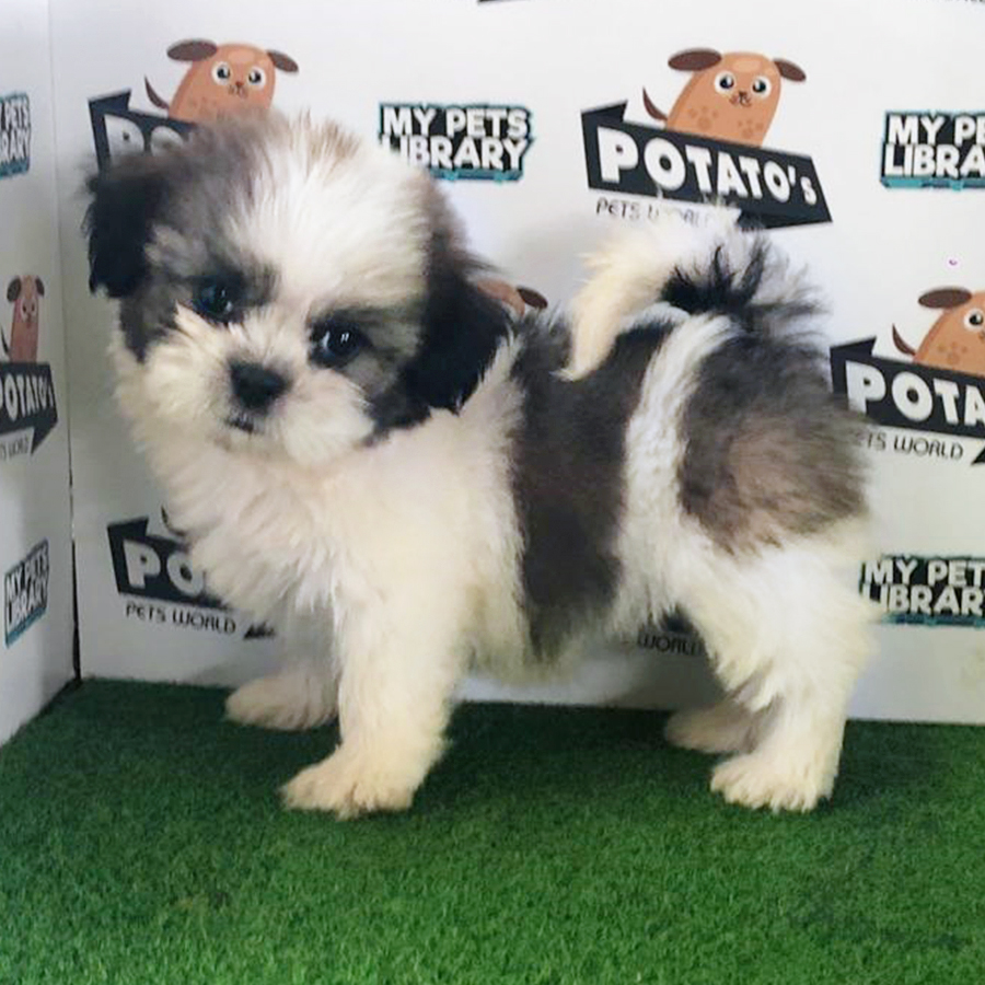 Parti Colour Shih Tzu Puppy (Male) For Sale