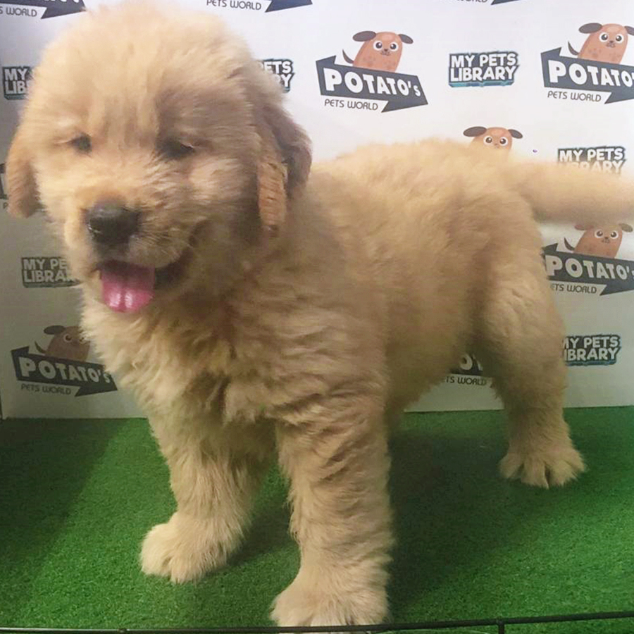 Golden Retriever Puppy (Female) For Sale