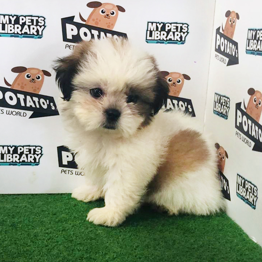 Parti Colour Shih Tzu Puppy (Male) For Sale