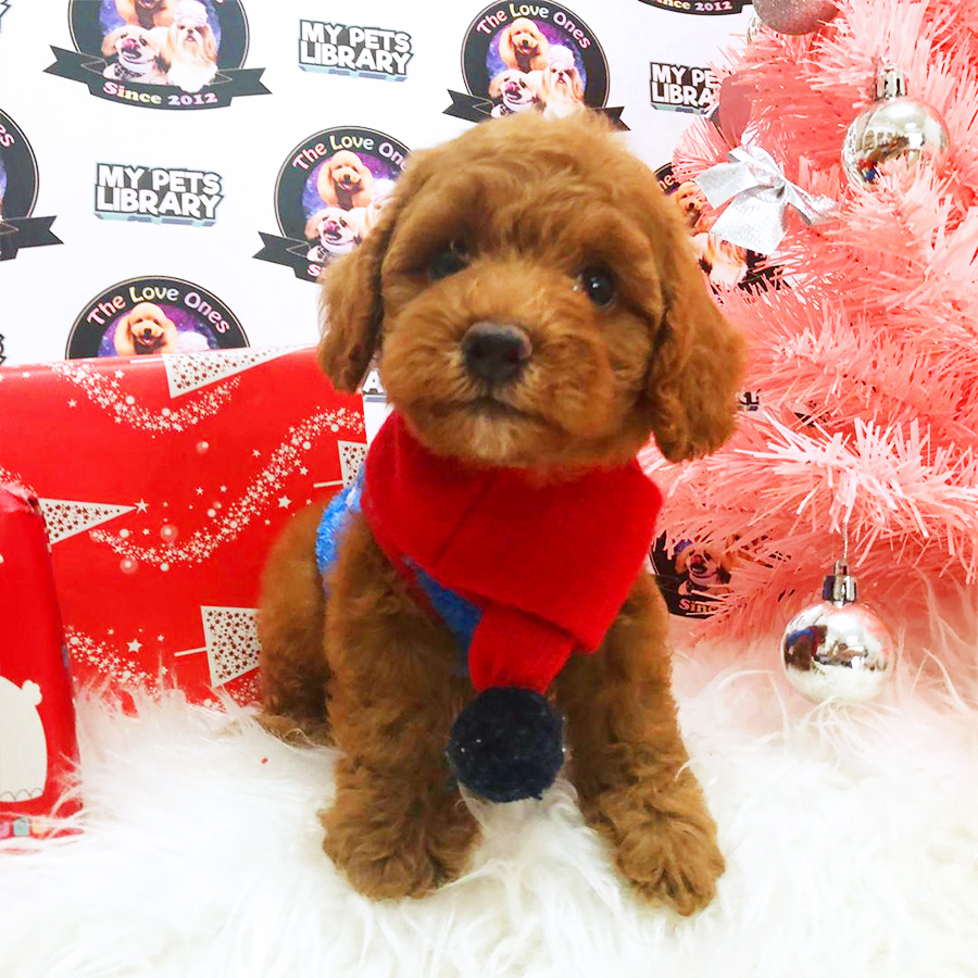 Red Tiny Toy Poodle Puppy (Male) For Sale