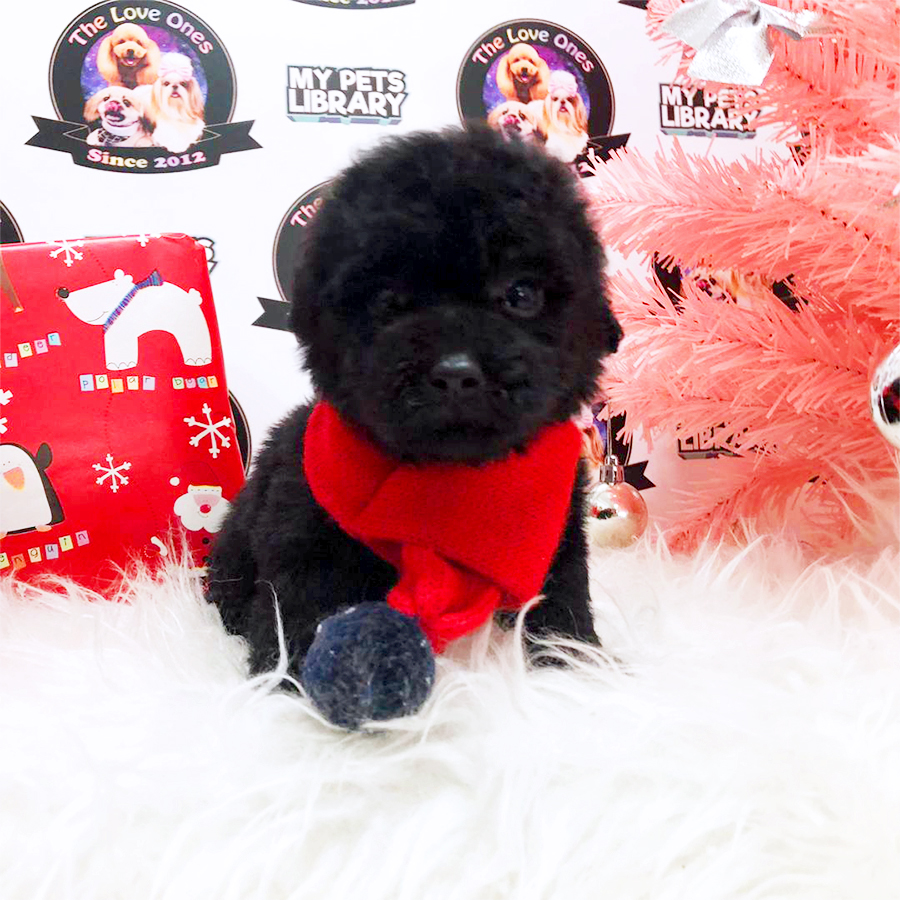 Blue Tiny Teacup Poodle Puppy (Male) For Sale
