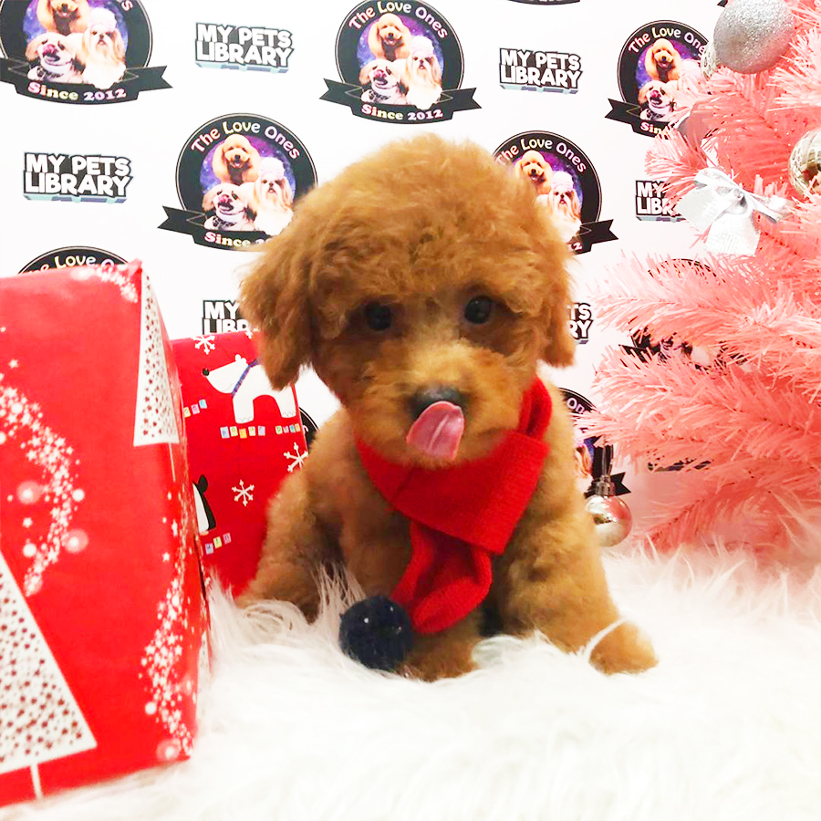 Red Toy Poodle Puppy (Male) For Sale