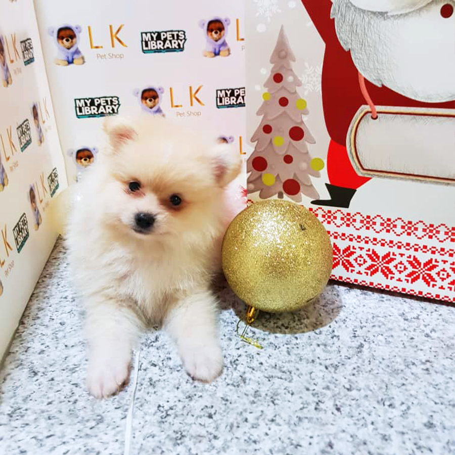 Cream White Pomeranian Puppy (Male) For Sale