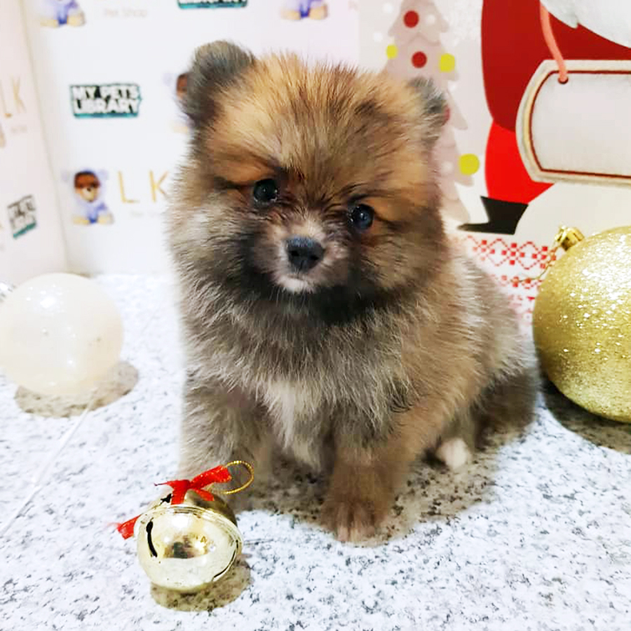 Sable Brown Pomeranian Puppy (Female) For Sale
