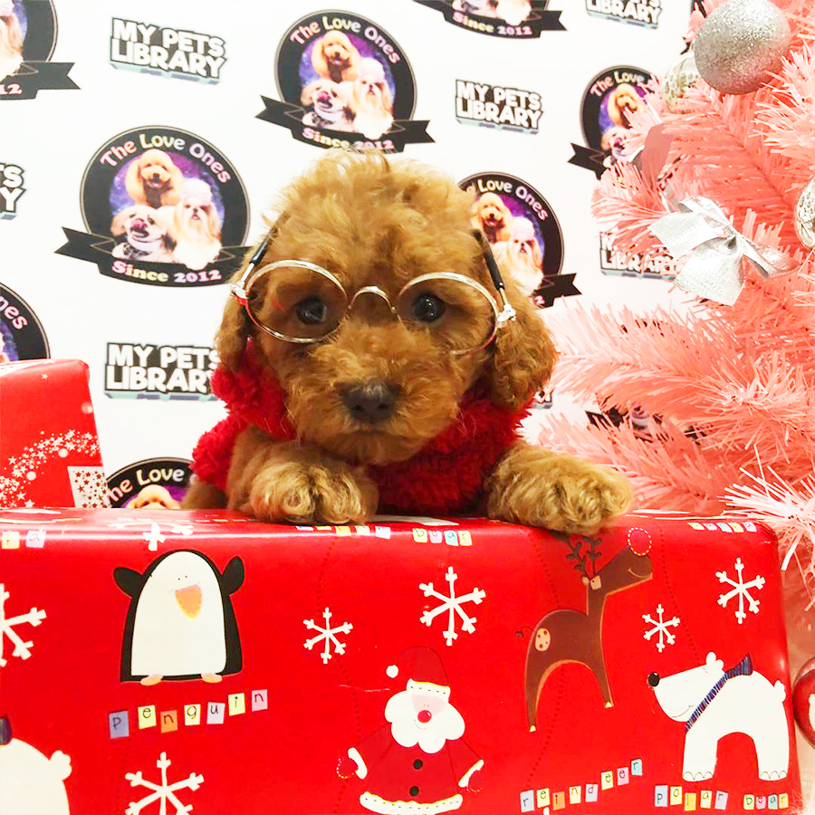 Red Tiny Toy Poodle Puppy (Female) For Sale