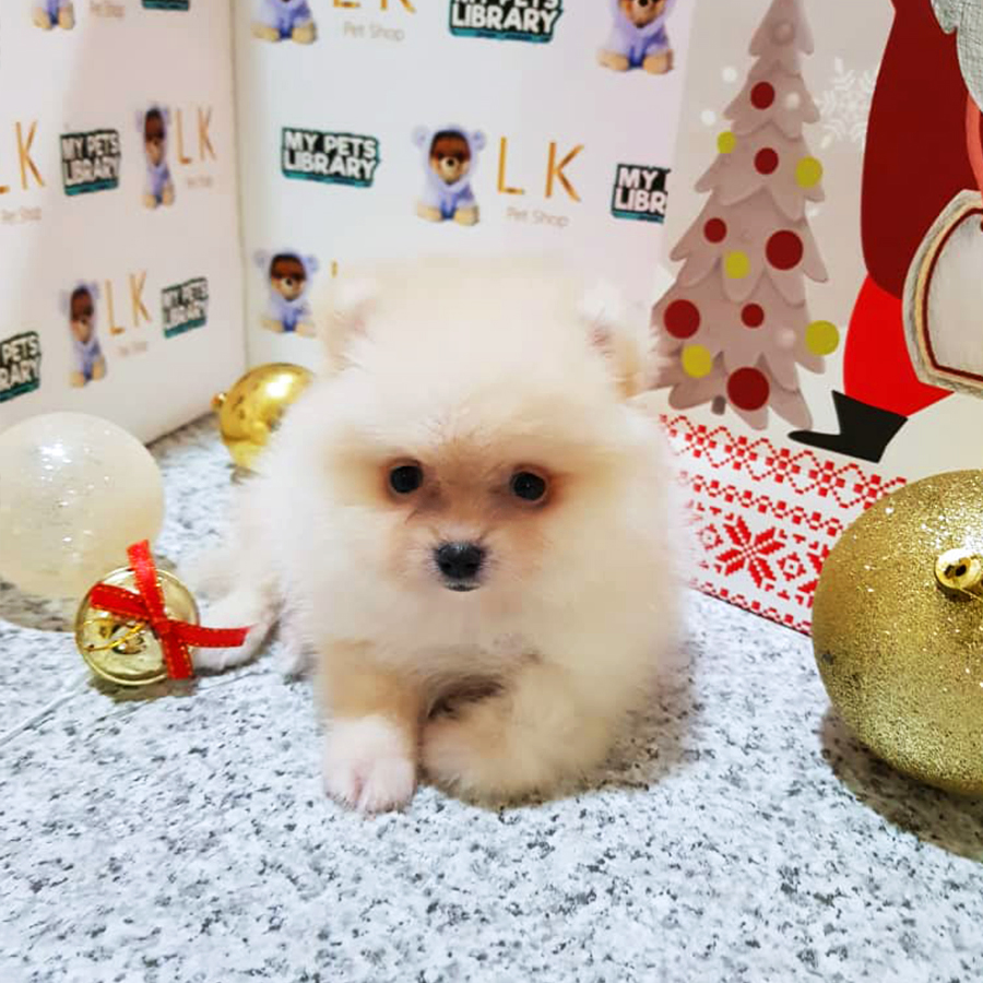 Cream White Pomeranian Puppy (Male) For Sale